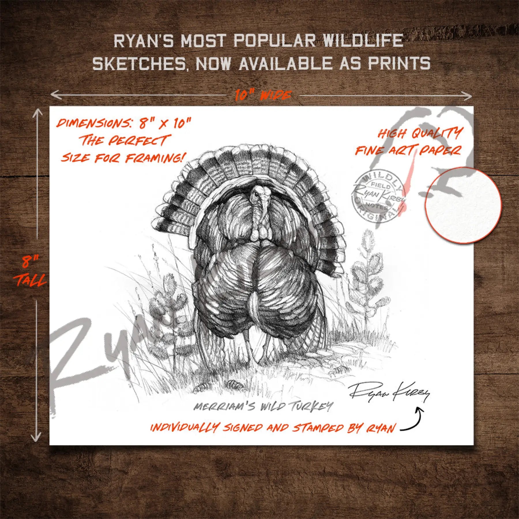 Merriam’s Wild Turkey Sketch Print