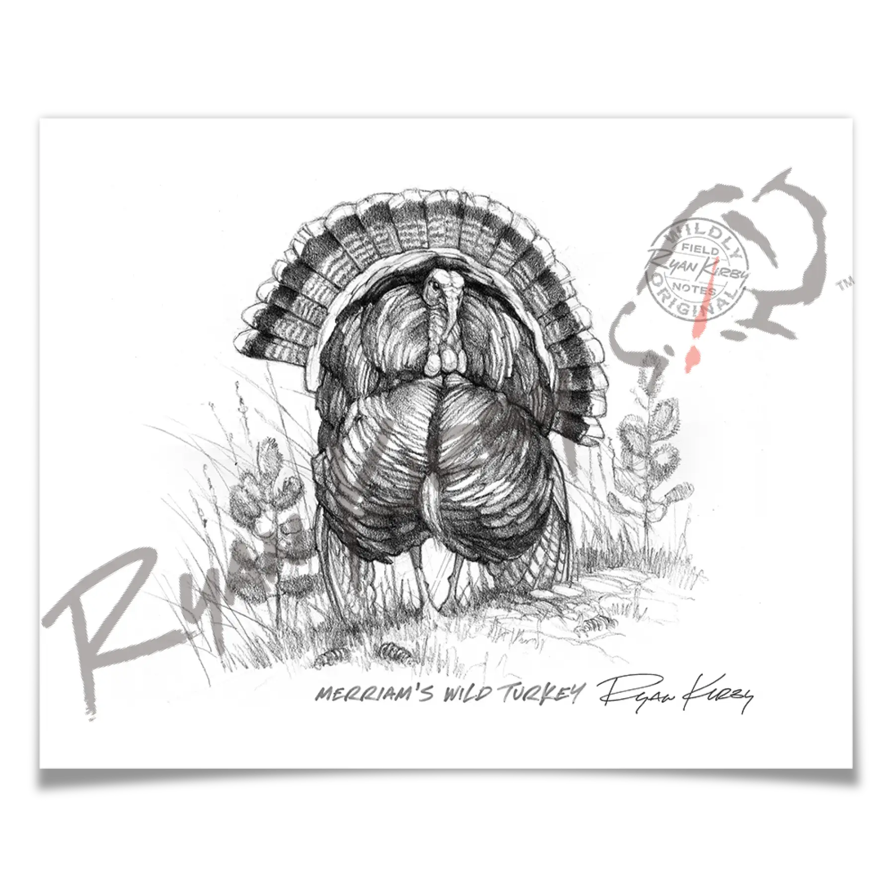 Merriam’s Wild Turkey Sketch Print