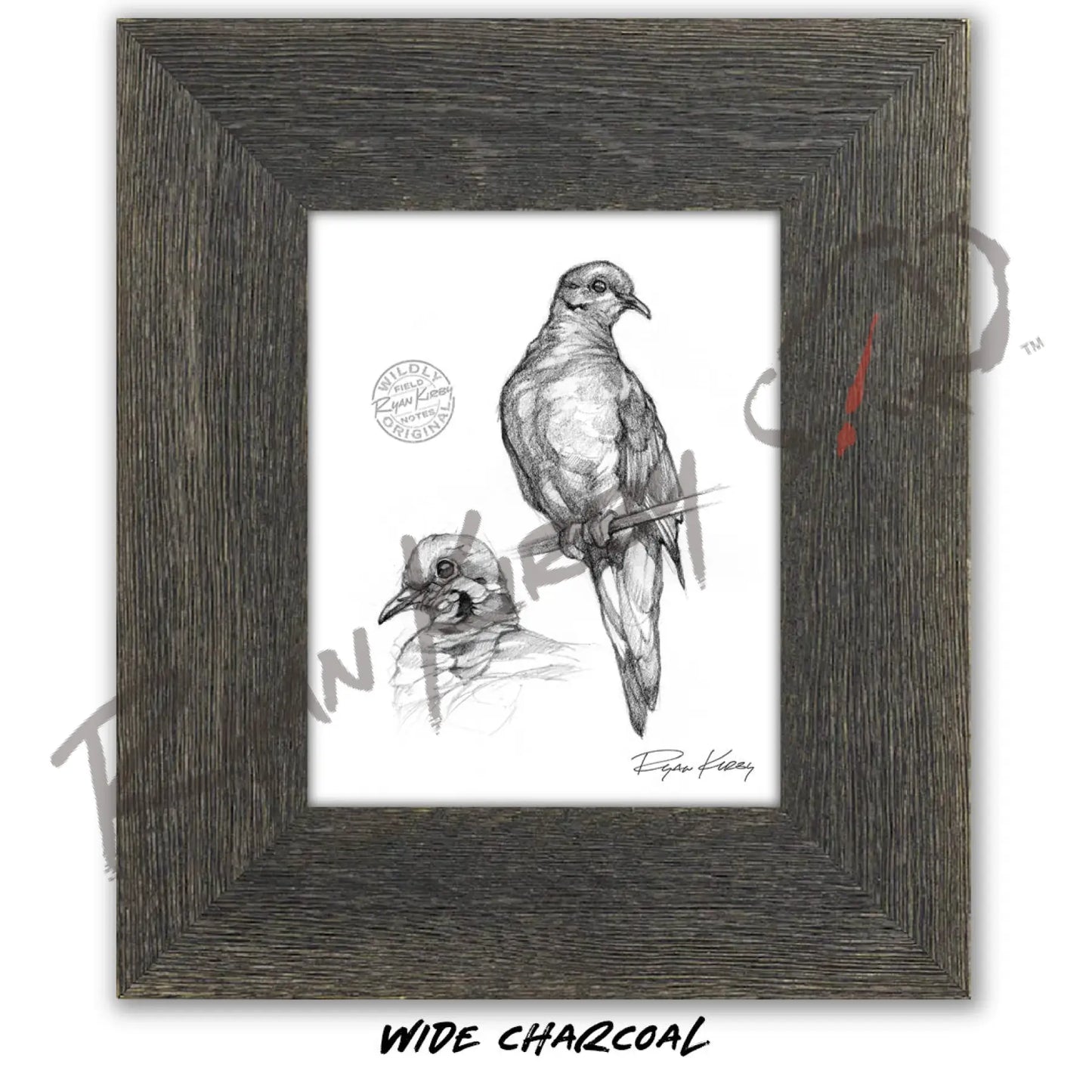 Mourning Dove Study Sketch Print Sketch Paper Print