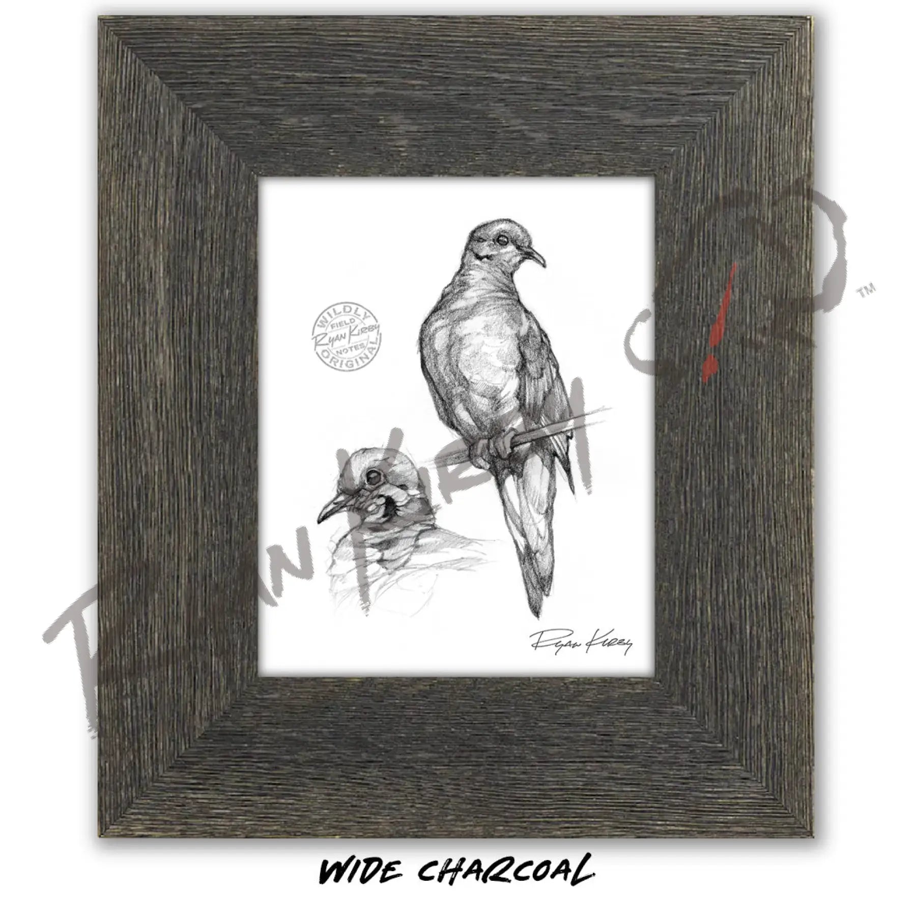 Mourning Dove Study Sketch Print Sketch Paper Print