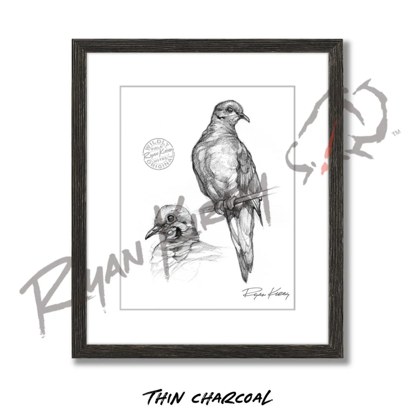 Mourning Dove Study Sketch Print Sketch Paper Print