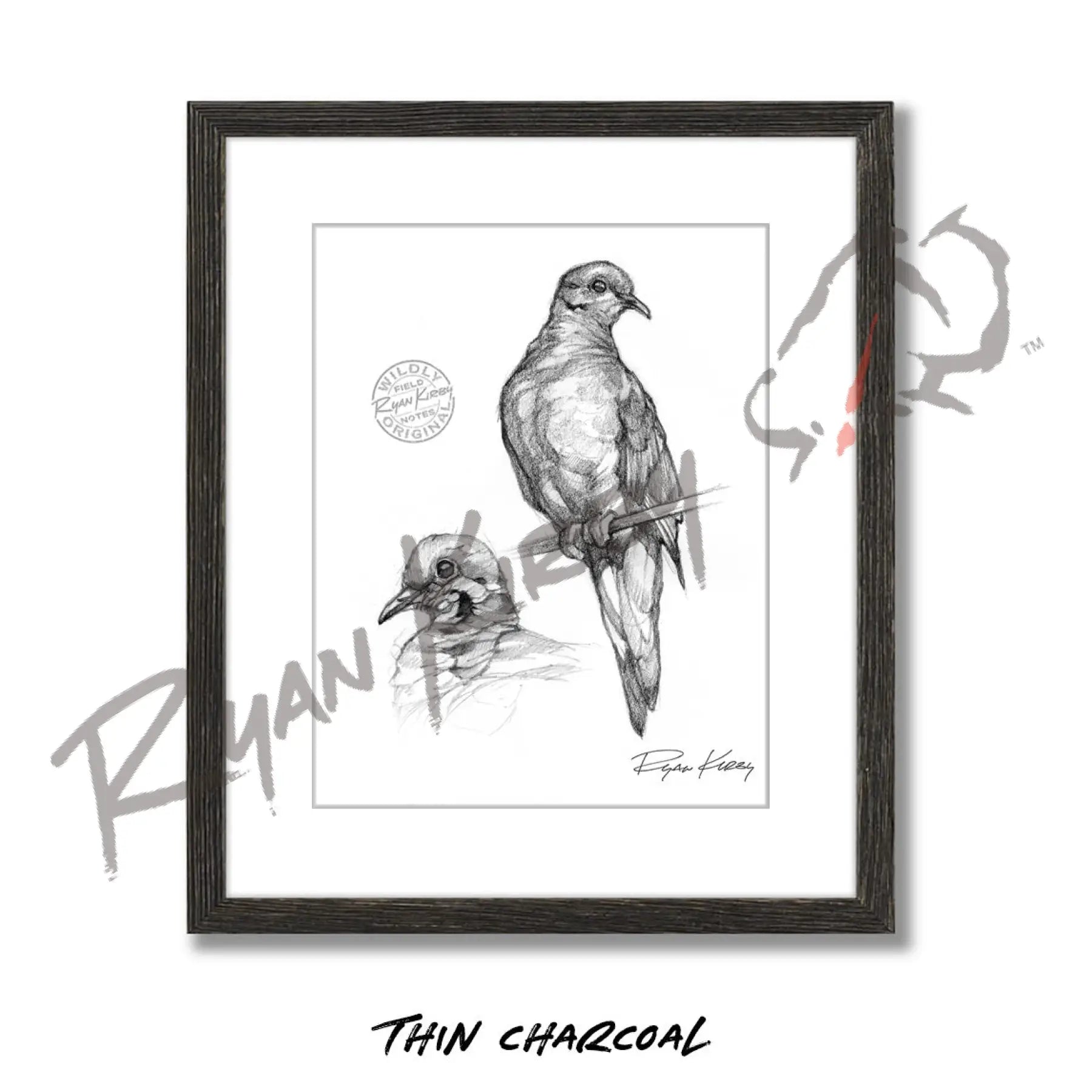 Mourning Dove Study Sketch Print Sketch Paper Print