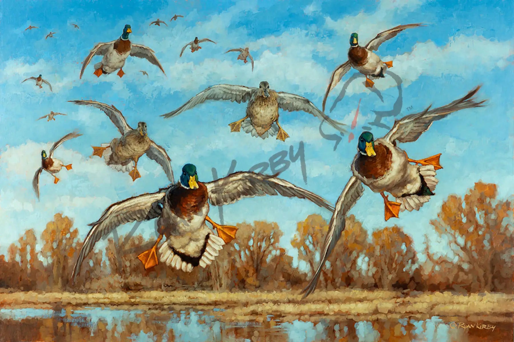 ’Out of the Blue’ Original Oil Painting of Landing Mallard Ducks - Original Oil Painting