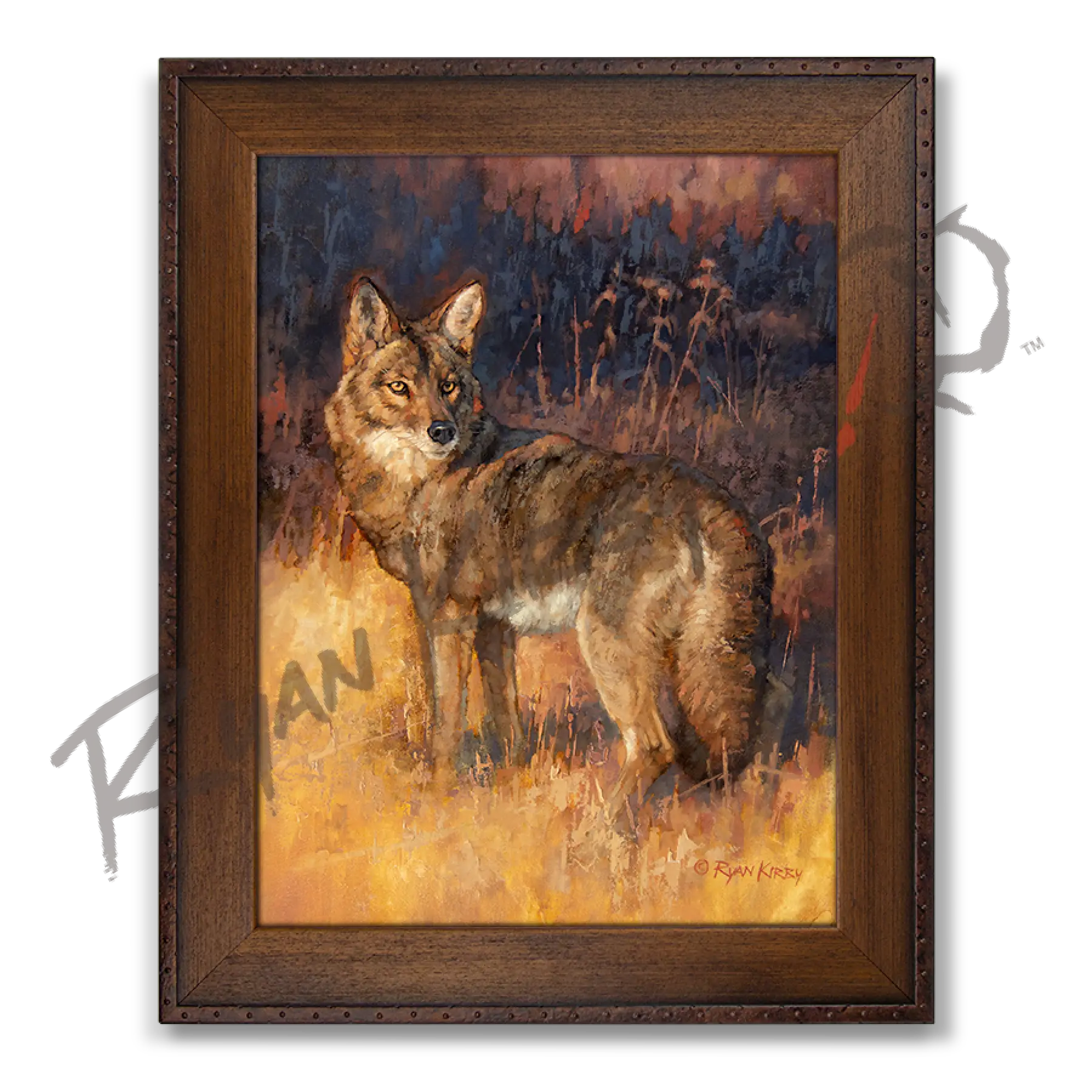 ’Rabbit Rustler’ Coyote Hunting Canvas Art Print