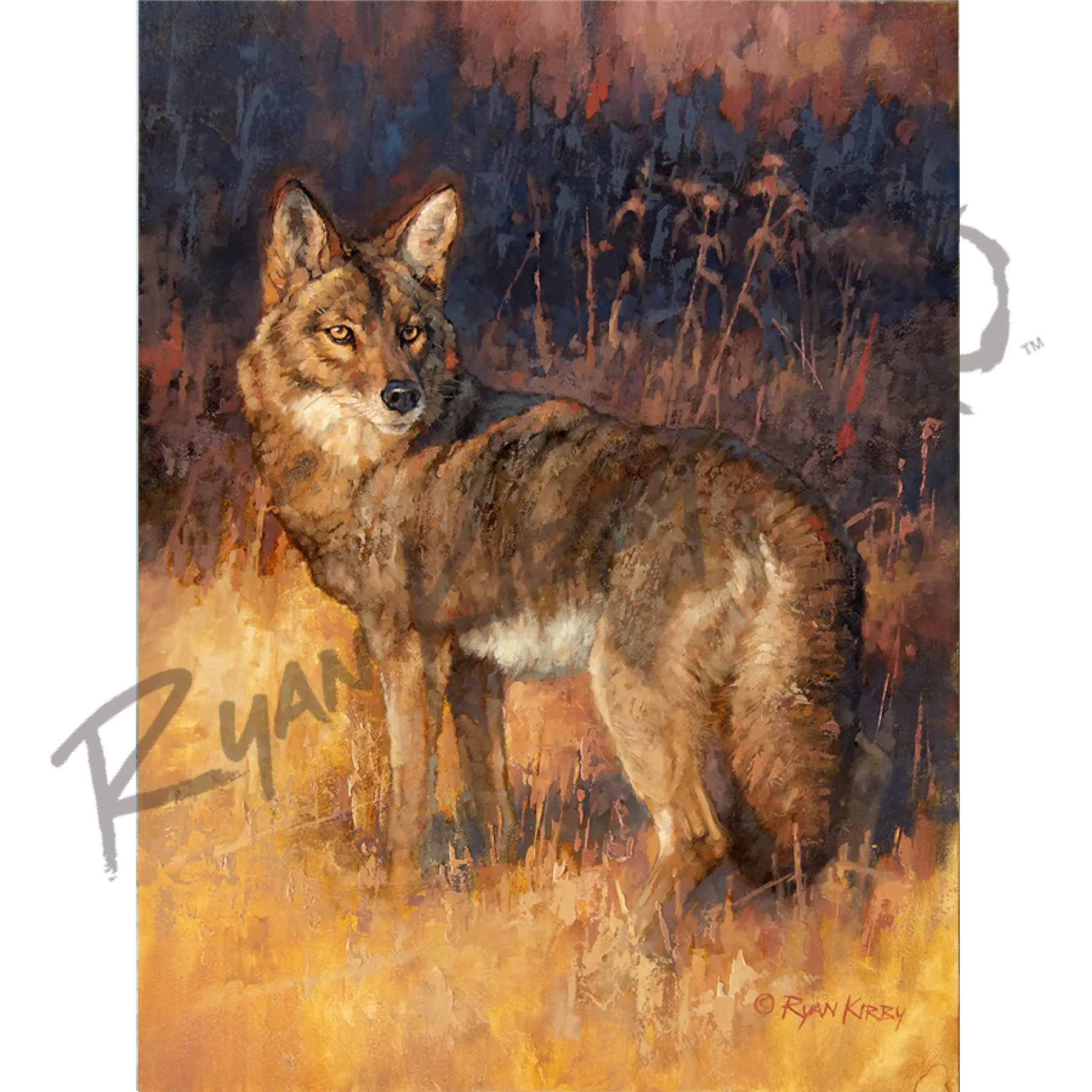 ’Rabbit Rustler’ Coyote Hunting Canvas Art Print