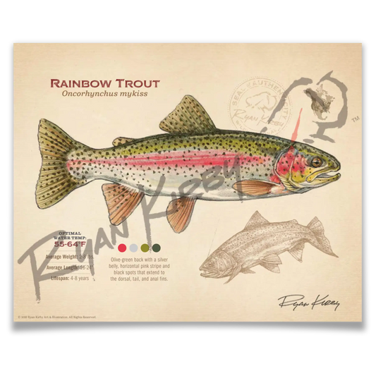 Rainbow Trout Fine Art Print - Sketch Paper Print