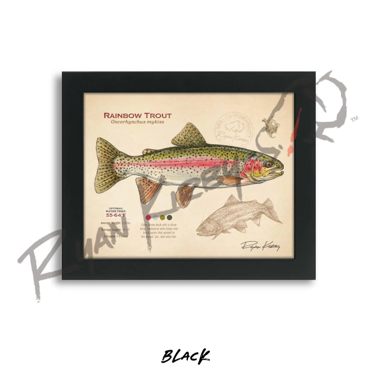 Rainbow Trout Fine Art Print - Sketch Paper Print