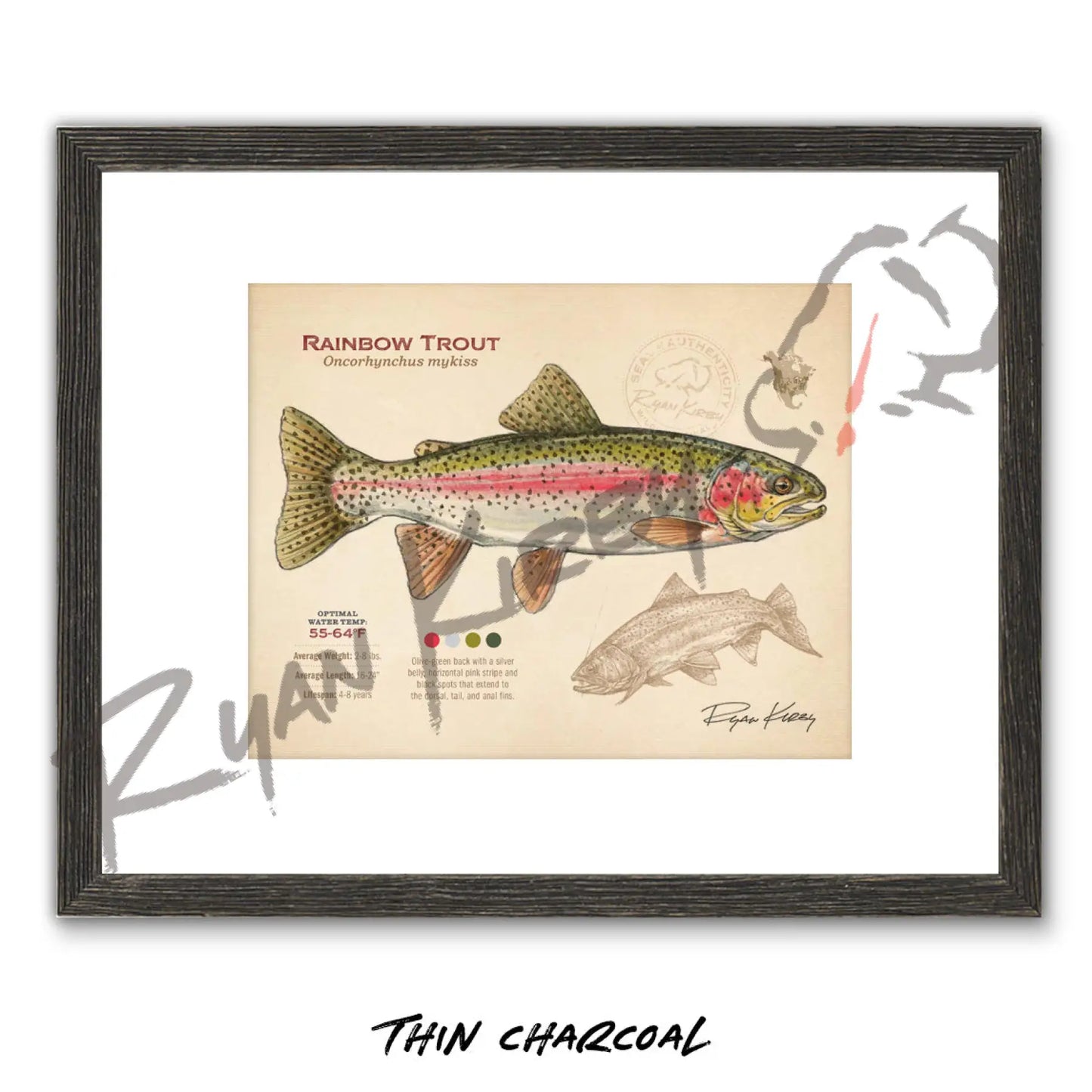 Rainbow Trout Fine Art Print - Sketch Paper Print
