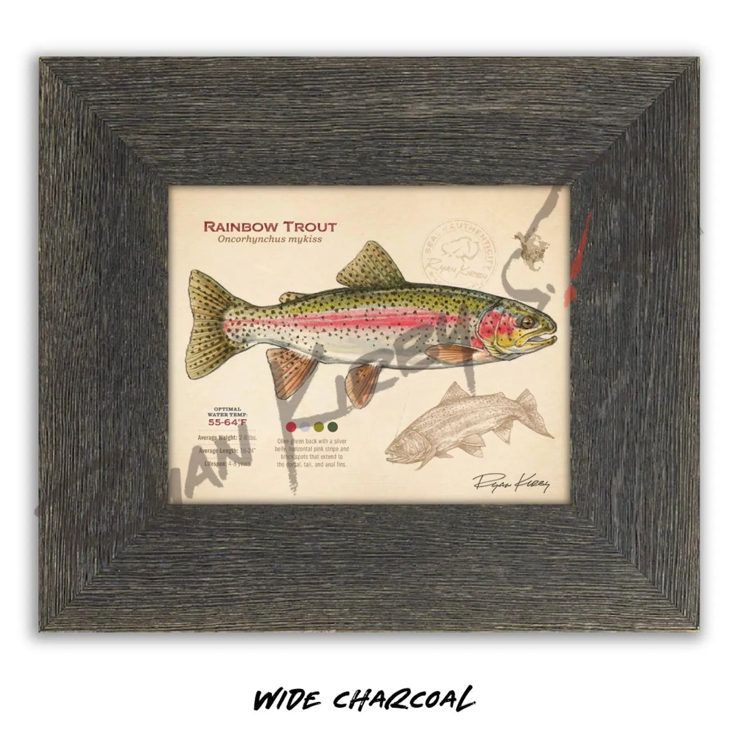 Rainbow Trout Fine Art Print - Sketch Paper Print