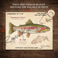 Rainbow Trout Fine Art Print - Sketch Paper Print