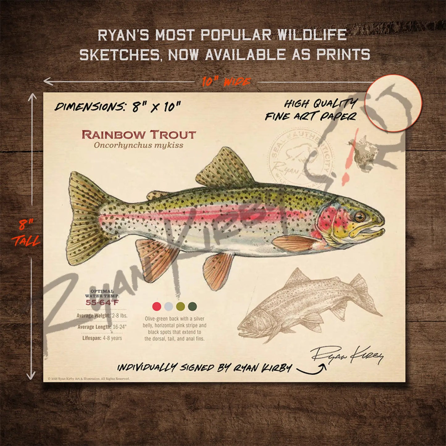 Rainbow Trout Fine Art Print - Sketch Paper Print