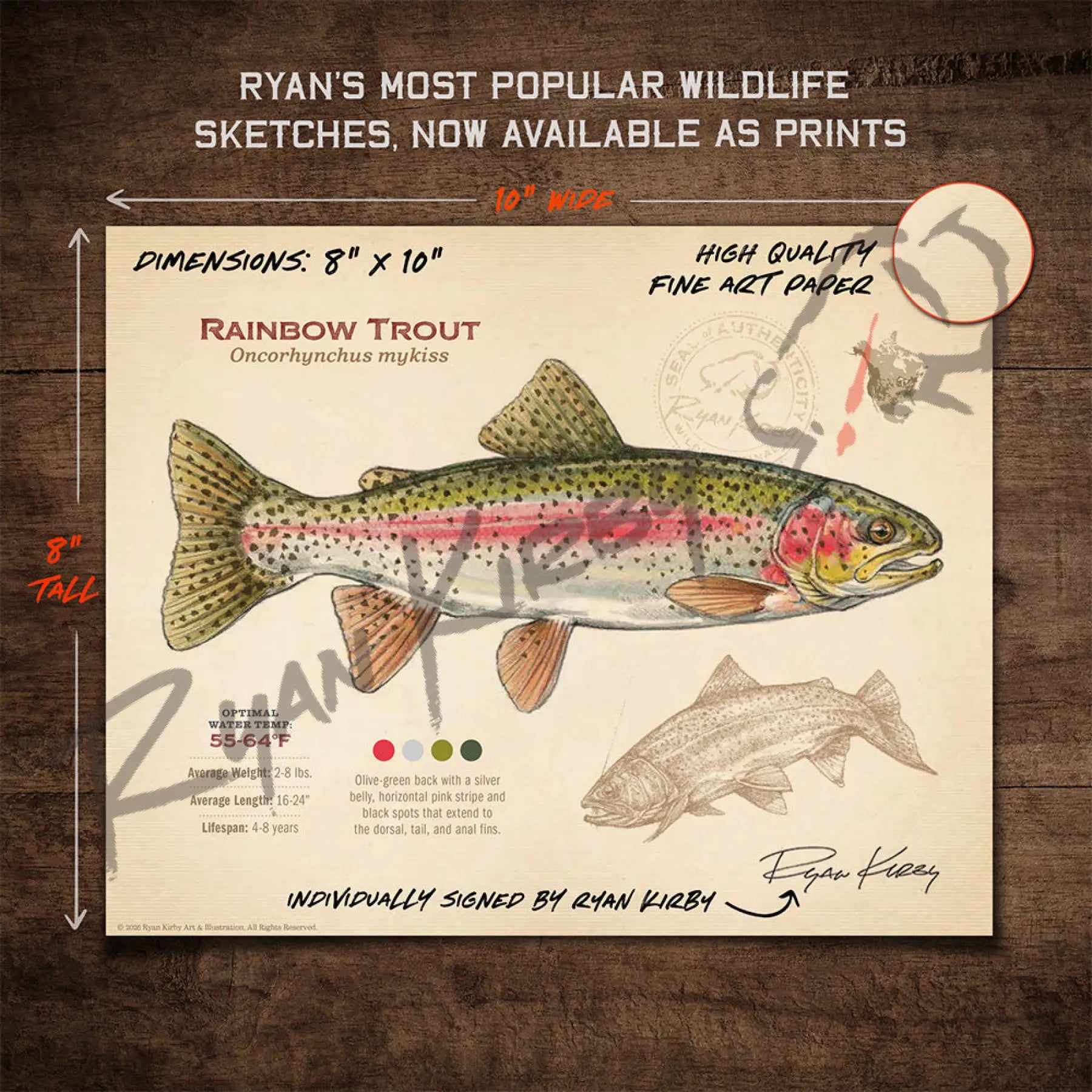 Rainbow Trout Fine Art Print - Sketch Paper Print
