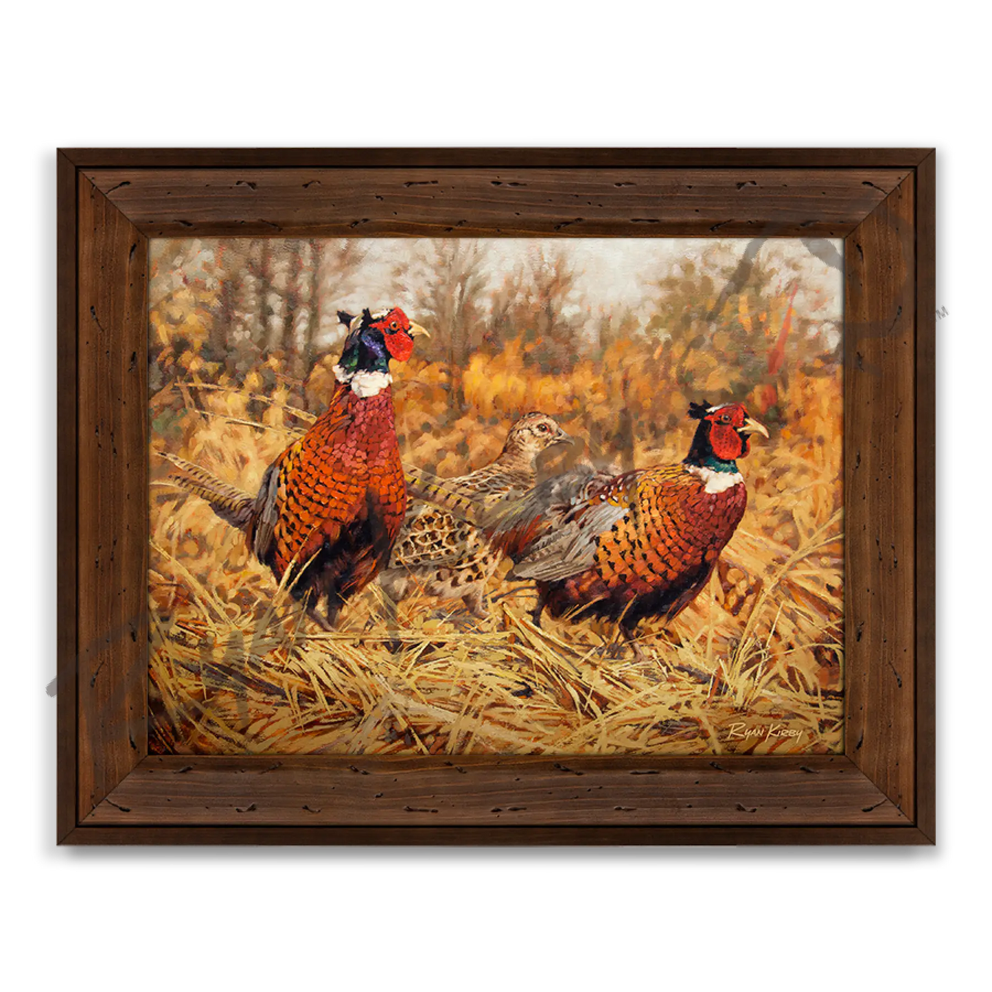 ’Ring-Neck Refuge’ Ring-Necked Pheasant Canvas Art Print