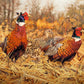 ’Ring-Neck Refuge’ Ring-Necked Pheasant Canvas Art Print