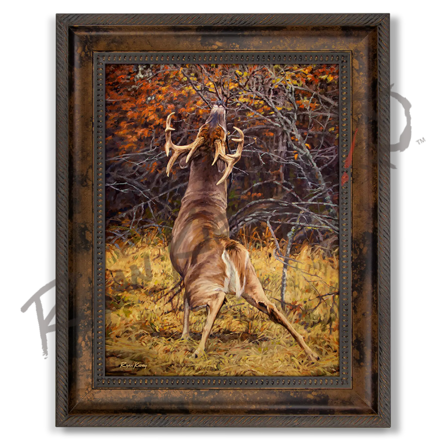 ’Scrape Line’ White-Tailed Deer Canvas Art Print Classic Bronze