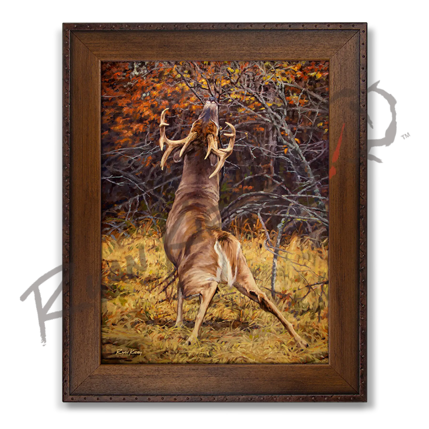 ’Scrape Line’ White-Tailed Deer Canvas Art Print Copper Barrel