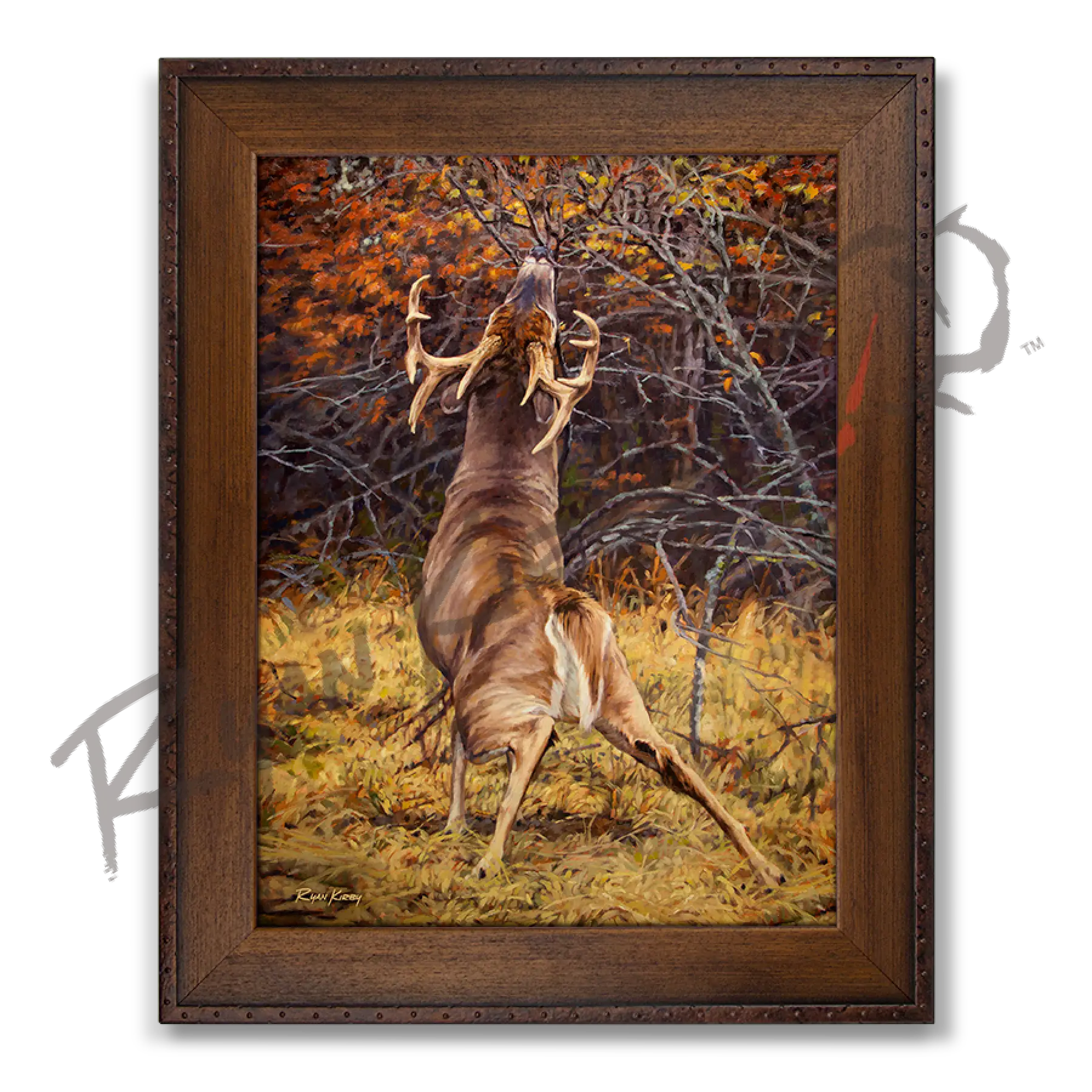 ’Scrape Line’ White-Tailed Deer Canvas Art Print Copper Barrel