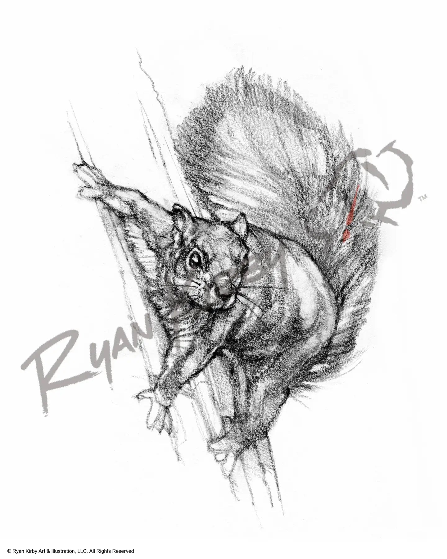 Squirrel Sketch Print Paper