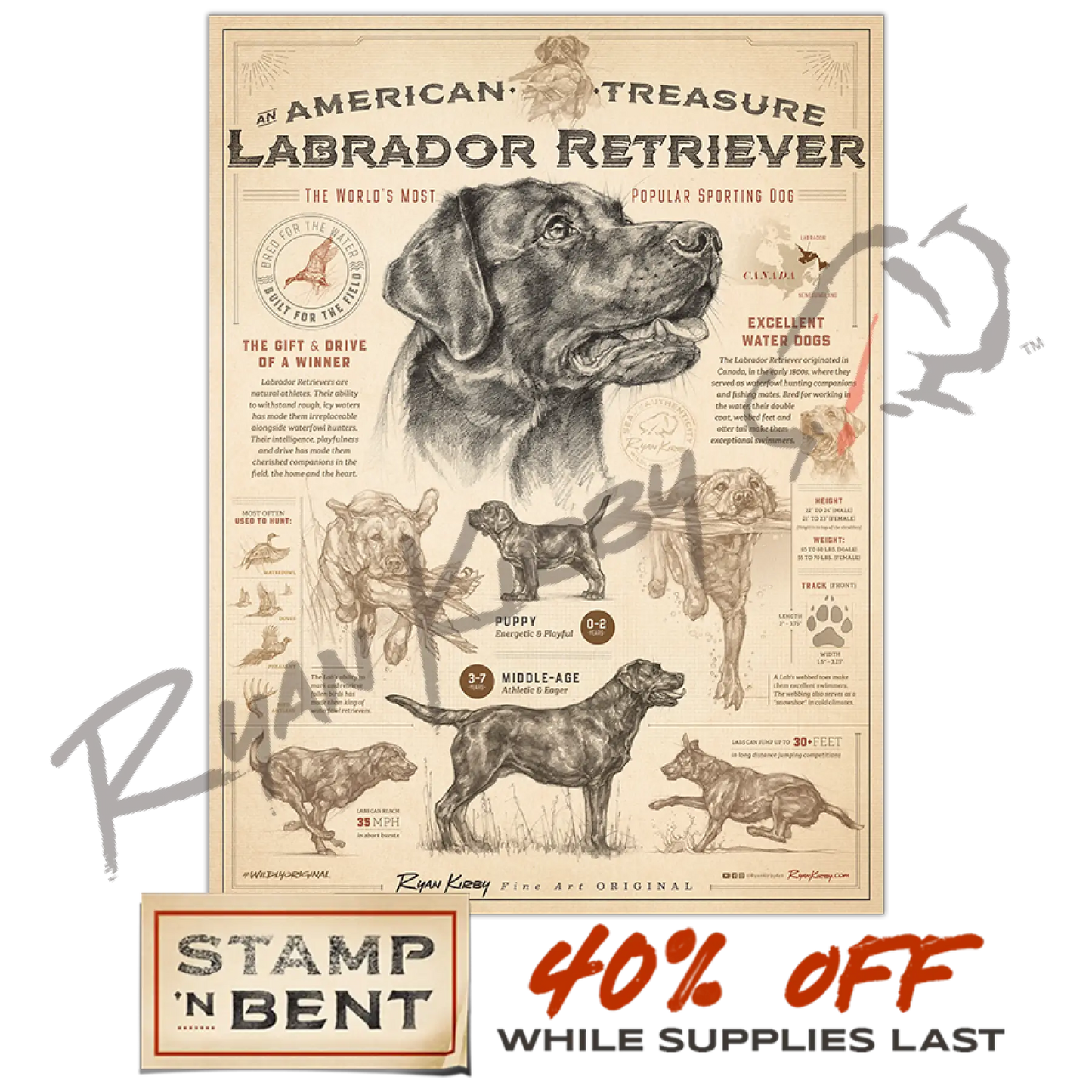 Stamp-N-Bent ’’An American Treasure: The Labrador Retriever’ Poster