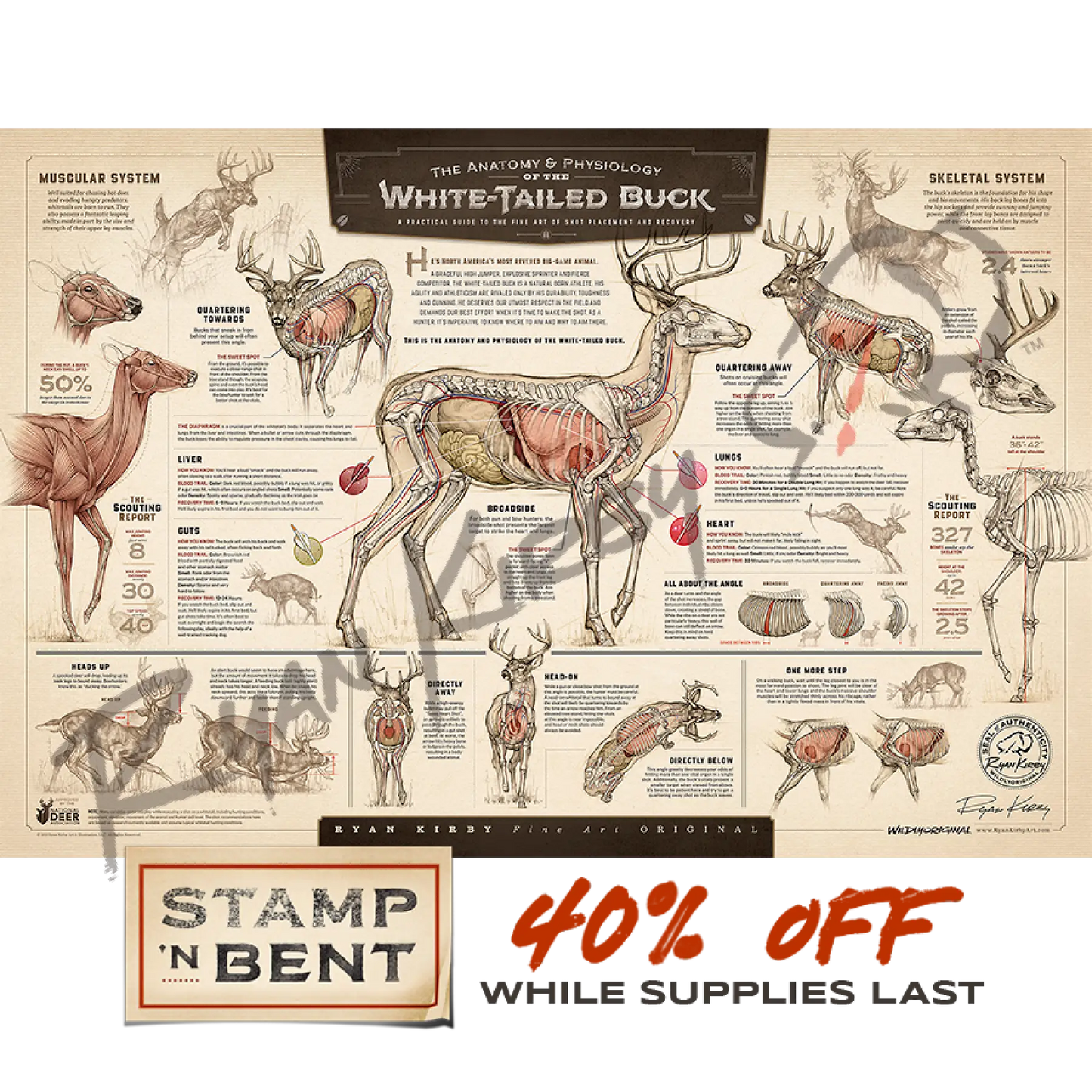 Stamp-N Bent ’The Anatomy & Physiology Of The White-Tailed Buck’ Paper Print Unframed Posters