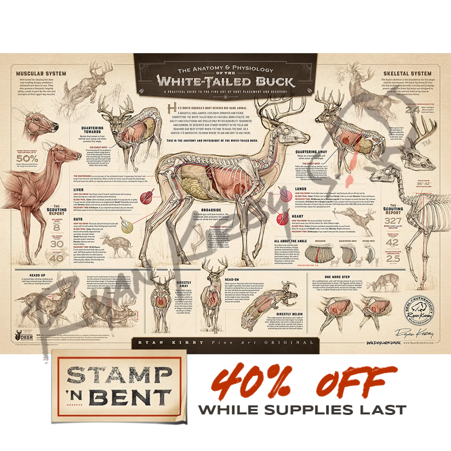 Stamp-N Bent ’The Anatomy & Physiology Of The White-Tailed Buck’ Paper Print Unframed Posters