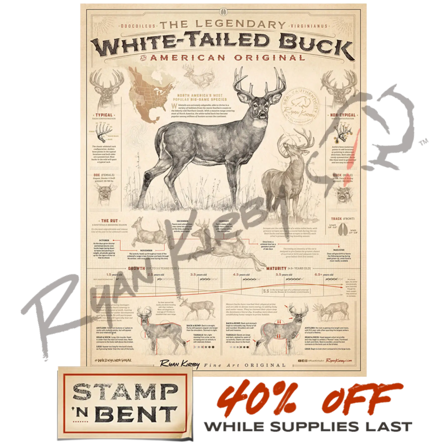 Stamp-N-Bent ’White-Tailed Buck: An American Original’ Poster