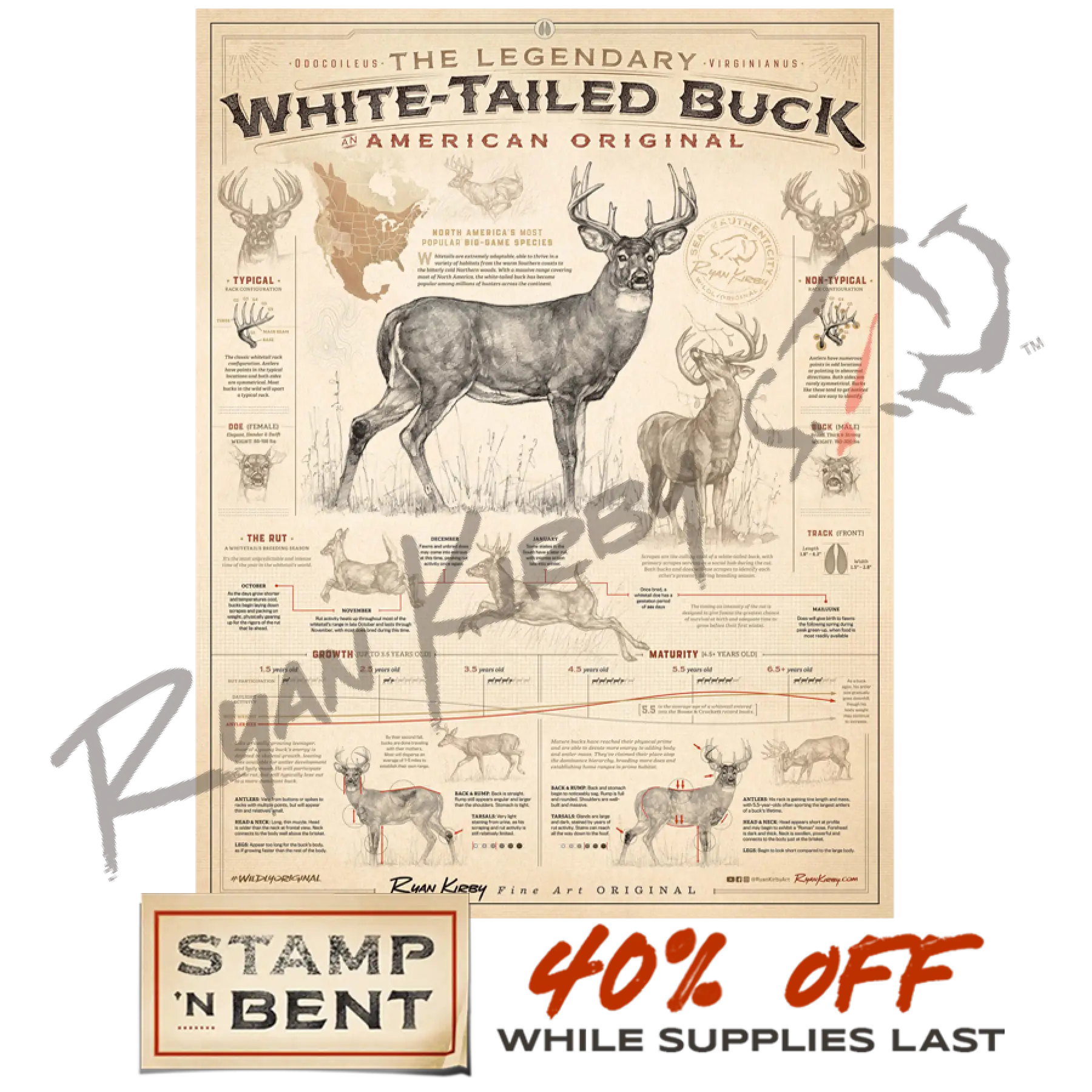 Stamp-N-Bent ’White-Tailed Buck: An American Original’ Poster