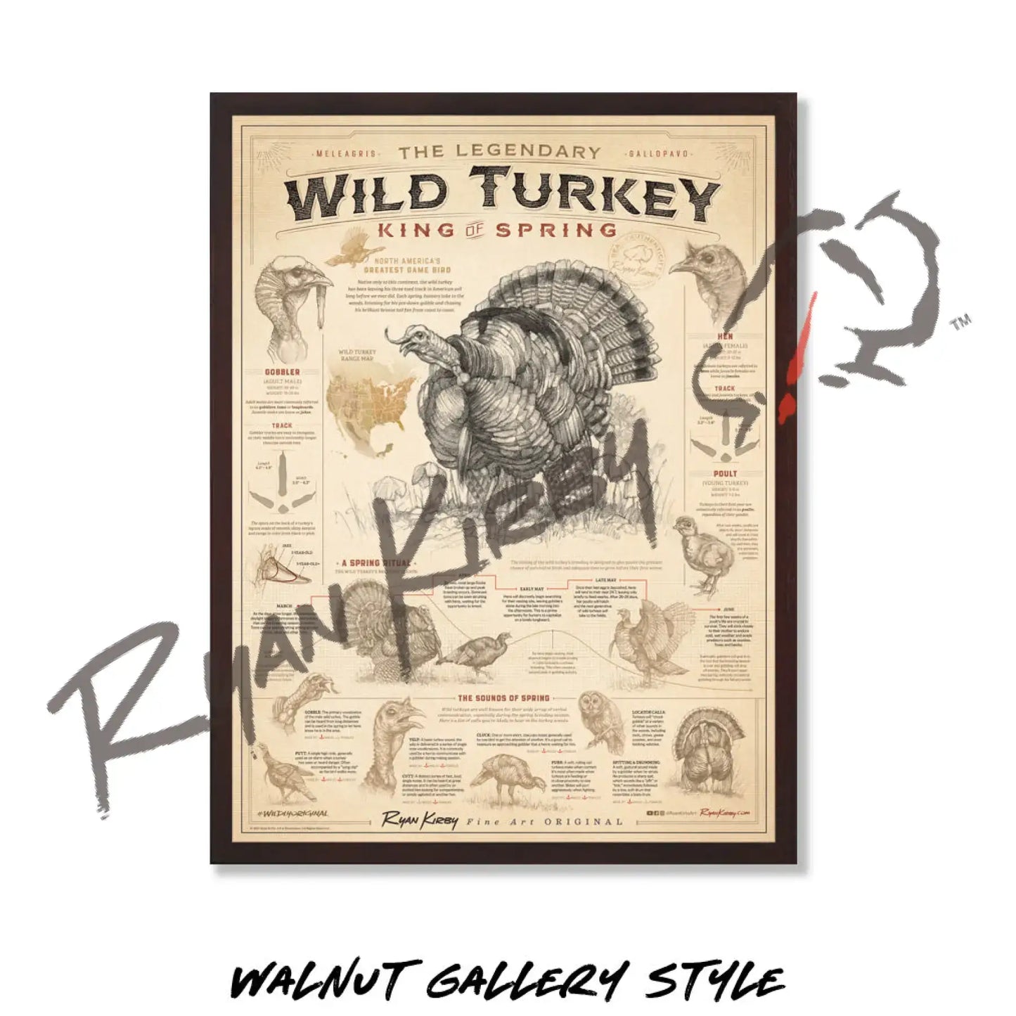 ’Wild Turkey: King of Spring’ Poster Unframed Poster