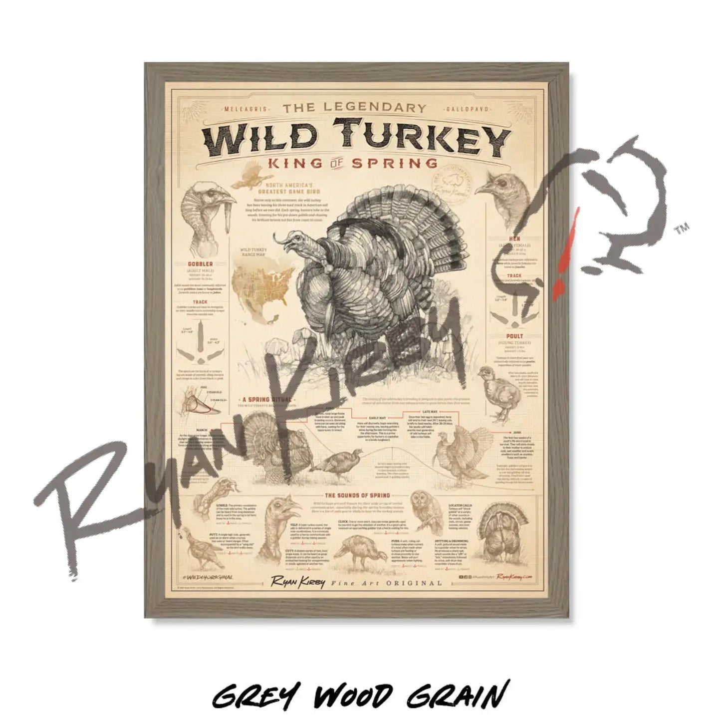 ’Wild Turkey: King of Spring’ Poster Unframed Poster