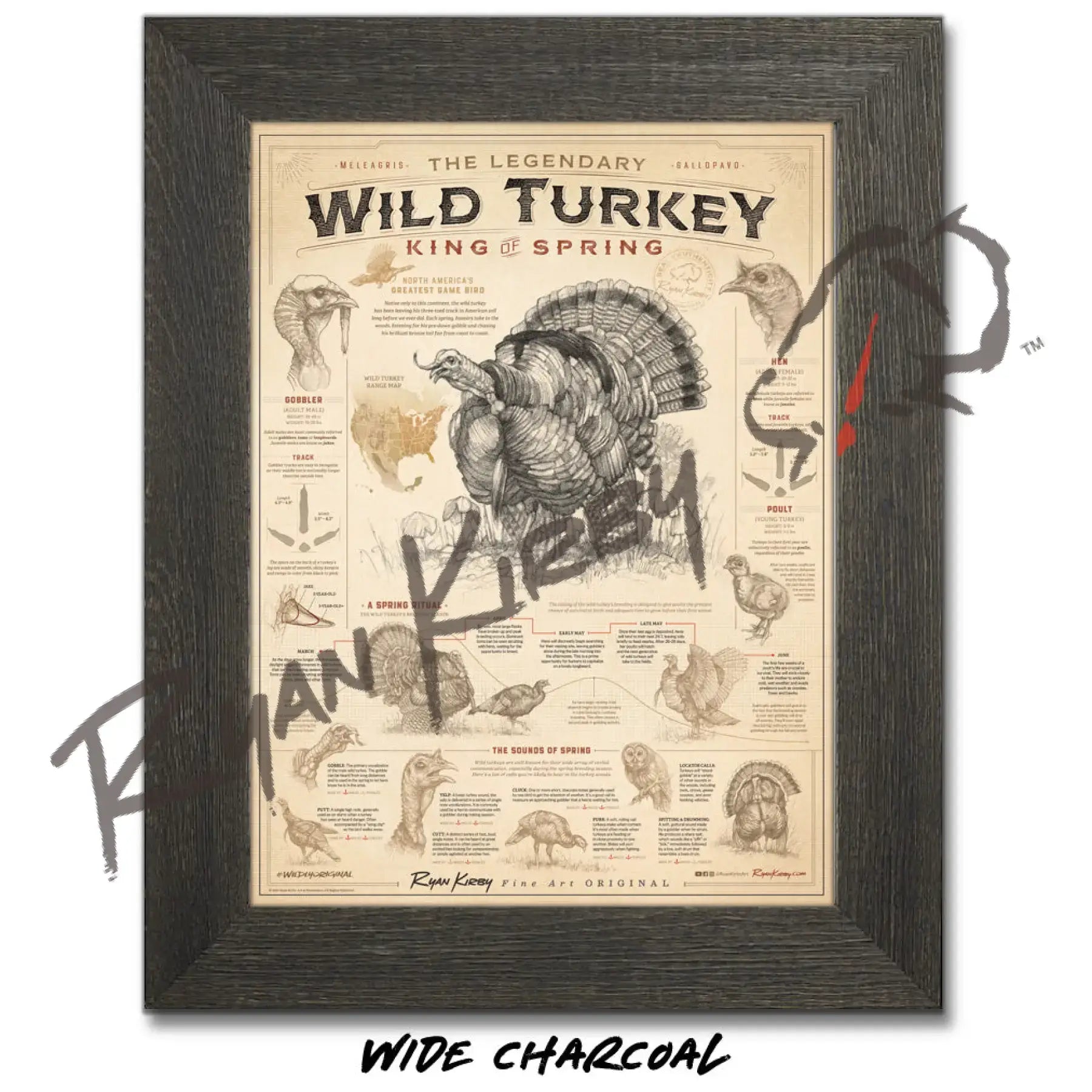 ’Wild Turkey: King of Spring’ Poster Unframed Poster