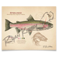 Steelhead Fine Art Print - Sketch Paper Print