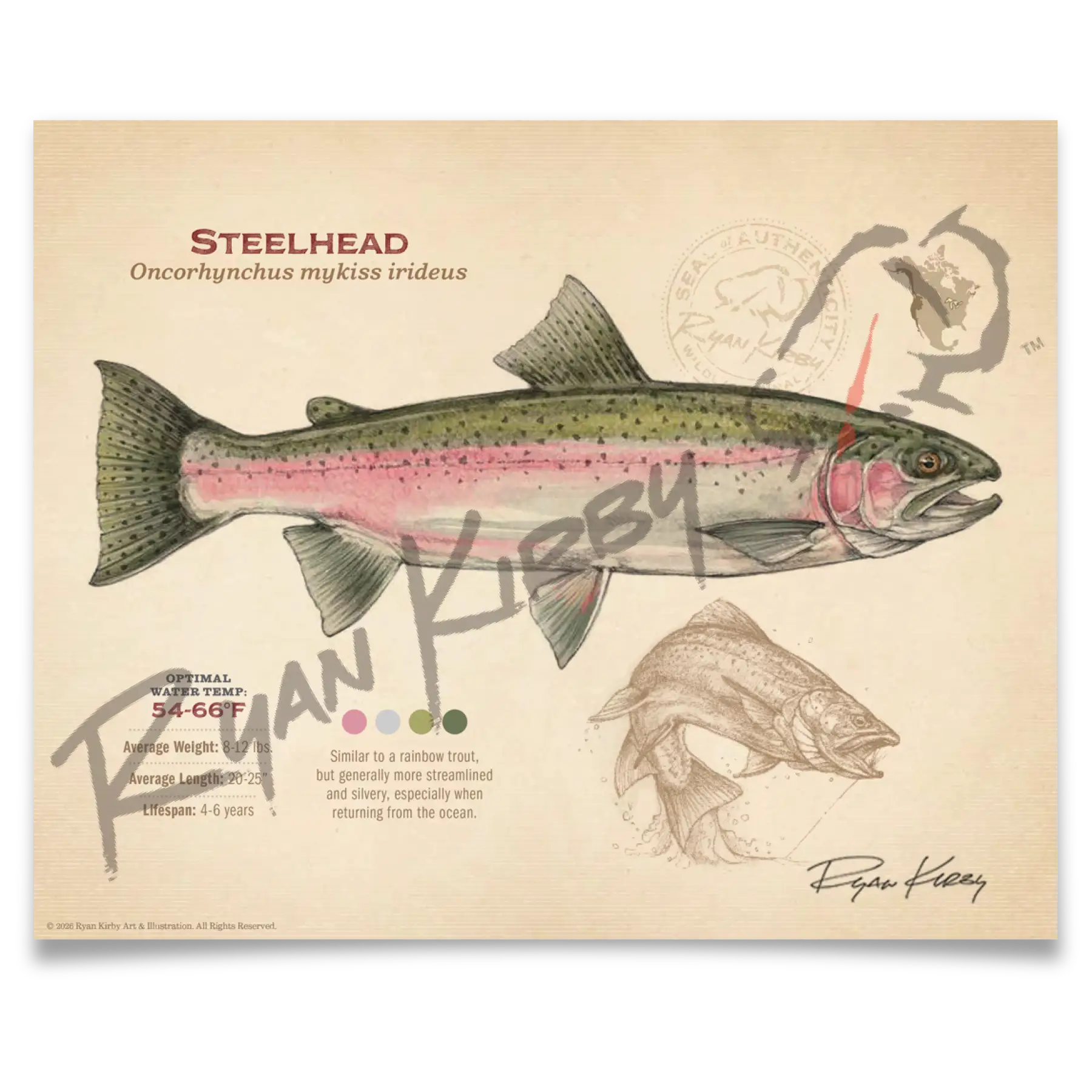 Steelhead Fine Art Print - Sketch Paper Print