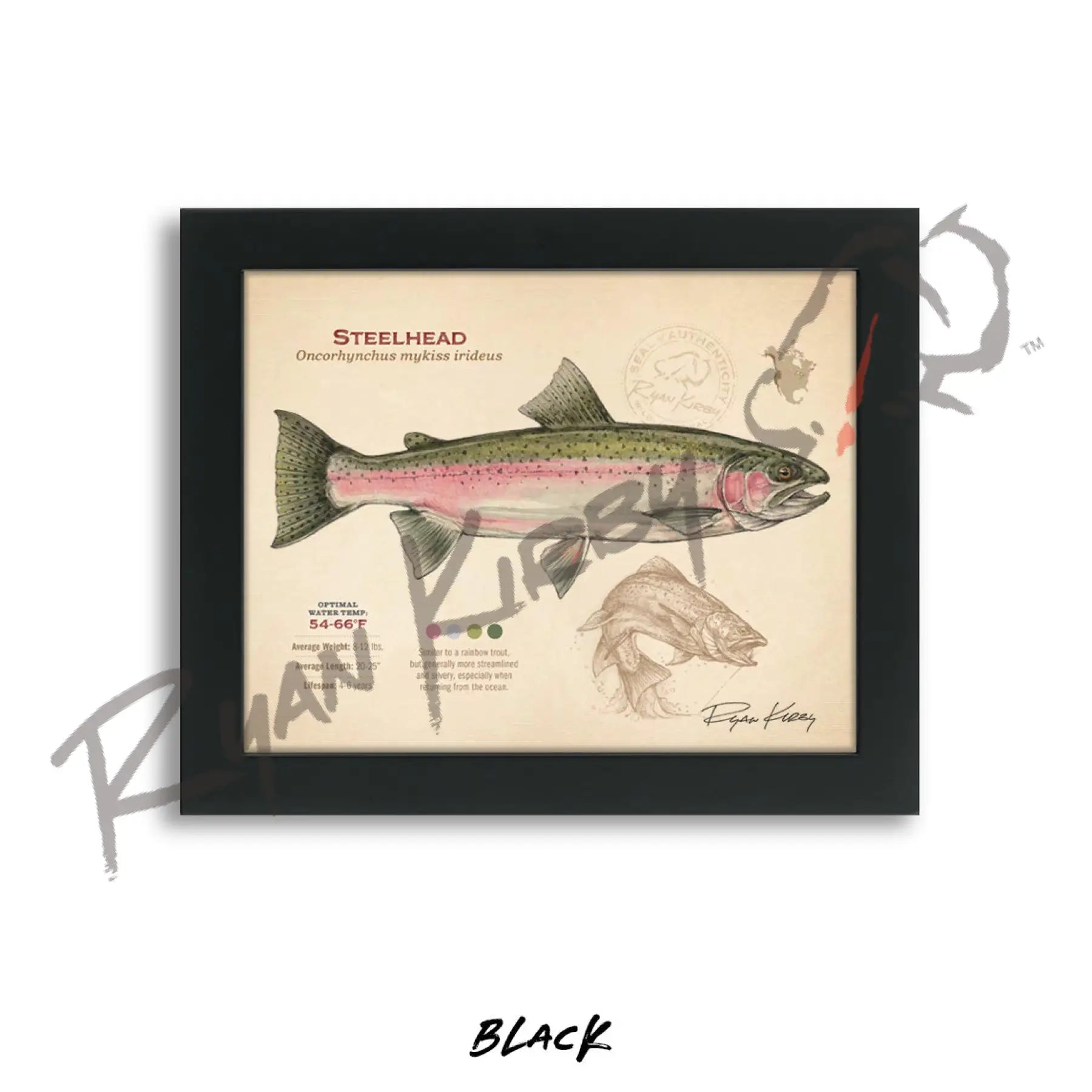 Steelhead Fine Art Print - Sketch Paper Print