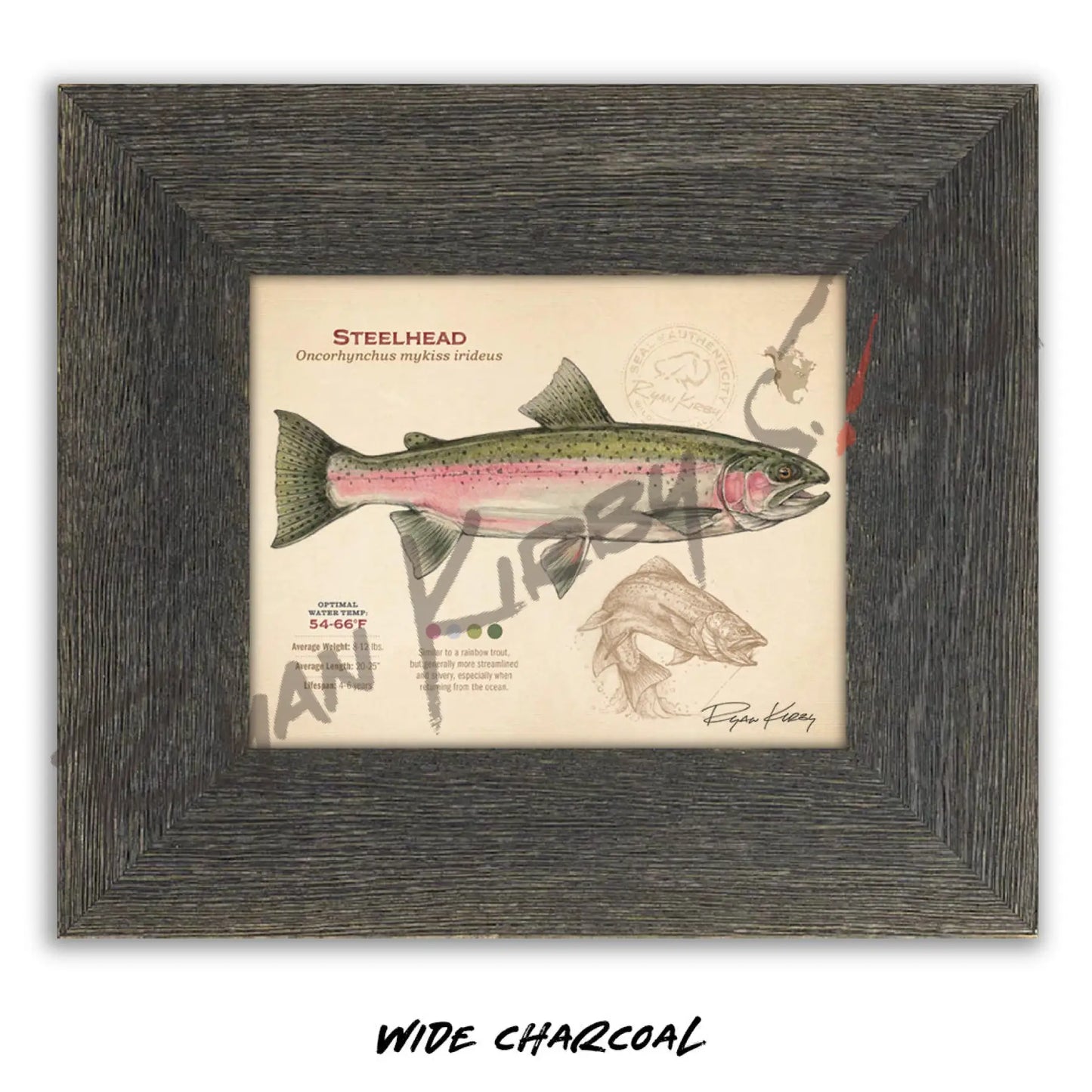 Steelhead Fine Art Print - Sketch Paper Print