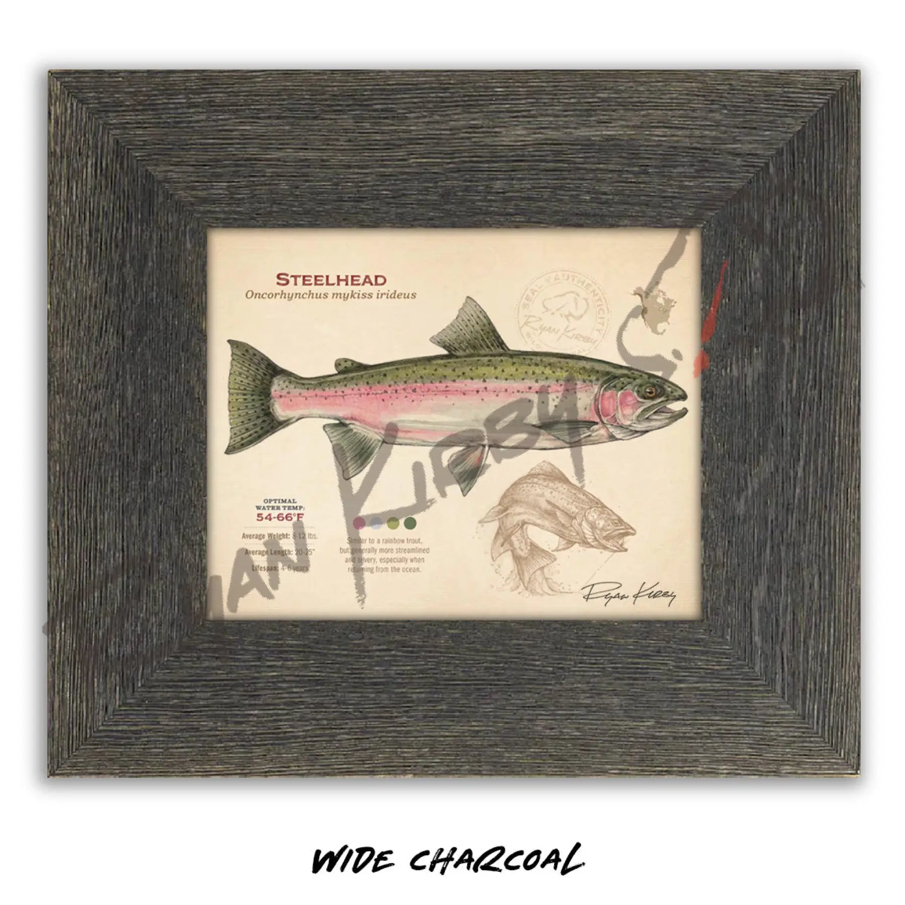 Steelhead Fine Art Print - Sketch Paper Print