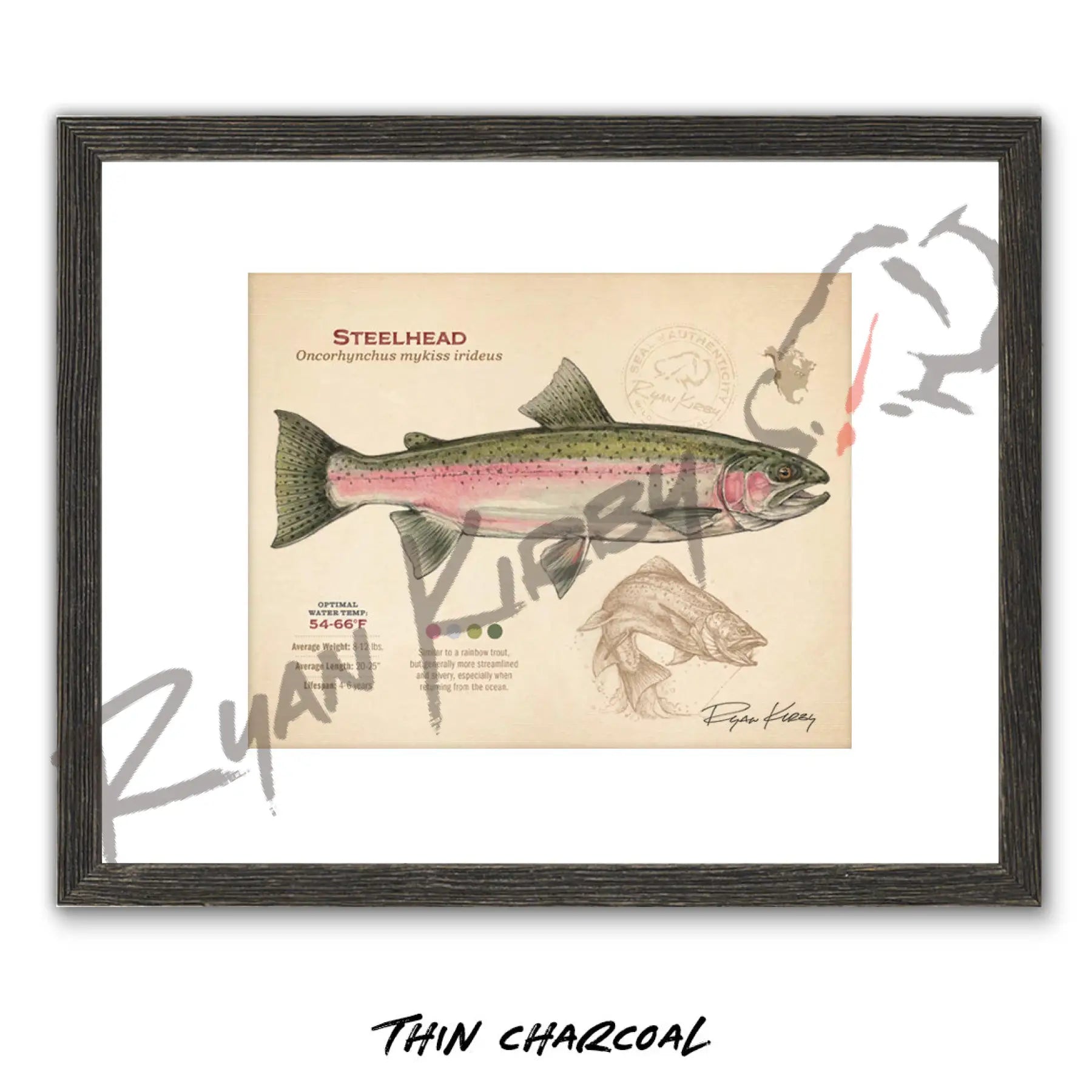 Steelhead Fine Art Print - Sketch Paper Print