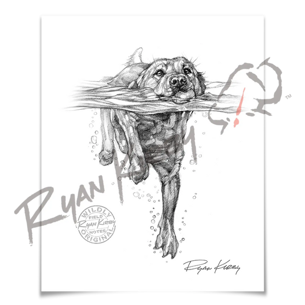 Swimming Labrador Retriever Sketch Print | Ryan Kirby Wildlife and