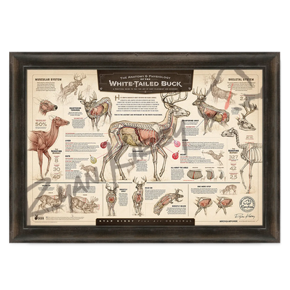 ’The Anatomy & Physiology Of The White-Tailed Buck’ Paper Art Print Espresso Walnut Frame