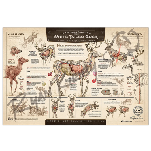 ’The Anatomy & Physiology Of The White-Tailed Buck’ Paper Art Print Unframed Rolled