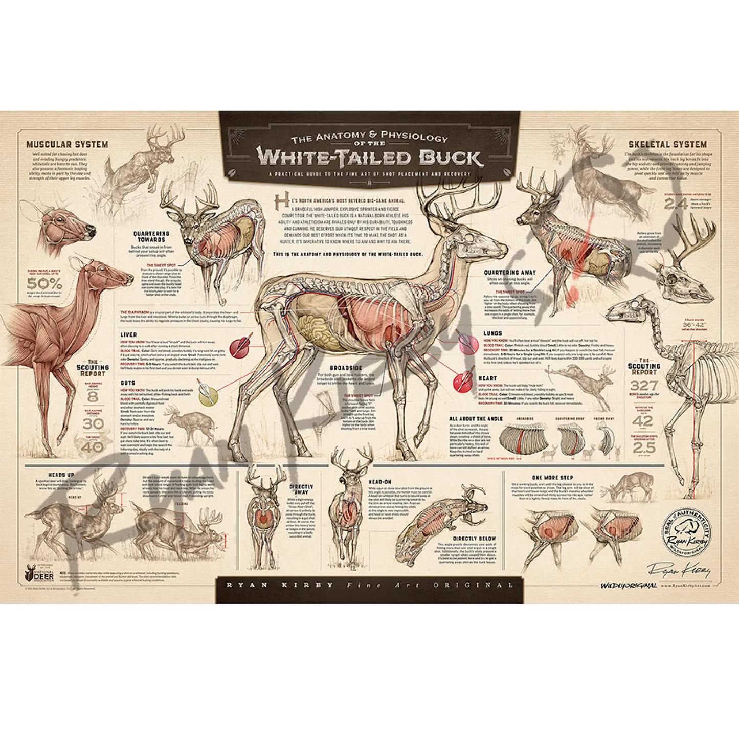 ’The Anatomy & Physiology Of The White-Tailed Buck’ Unframed Paper Print