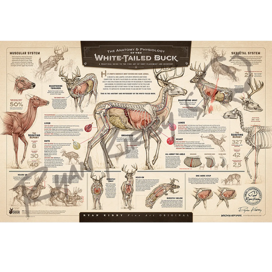 ’The Anatomy & Physiology Of The White-Tailed Buck’ Unframed Paper Print