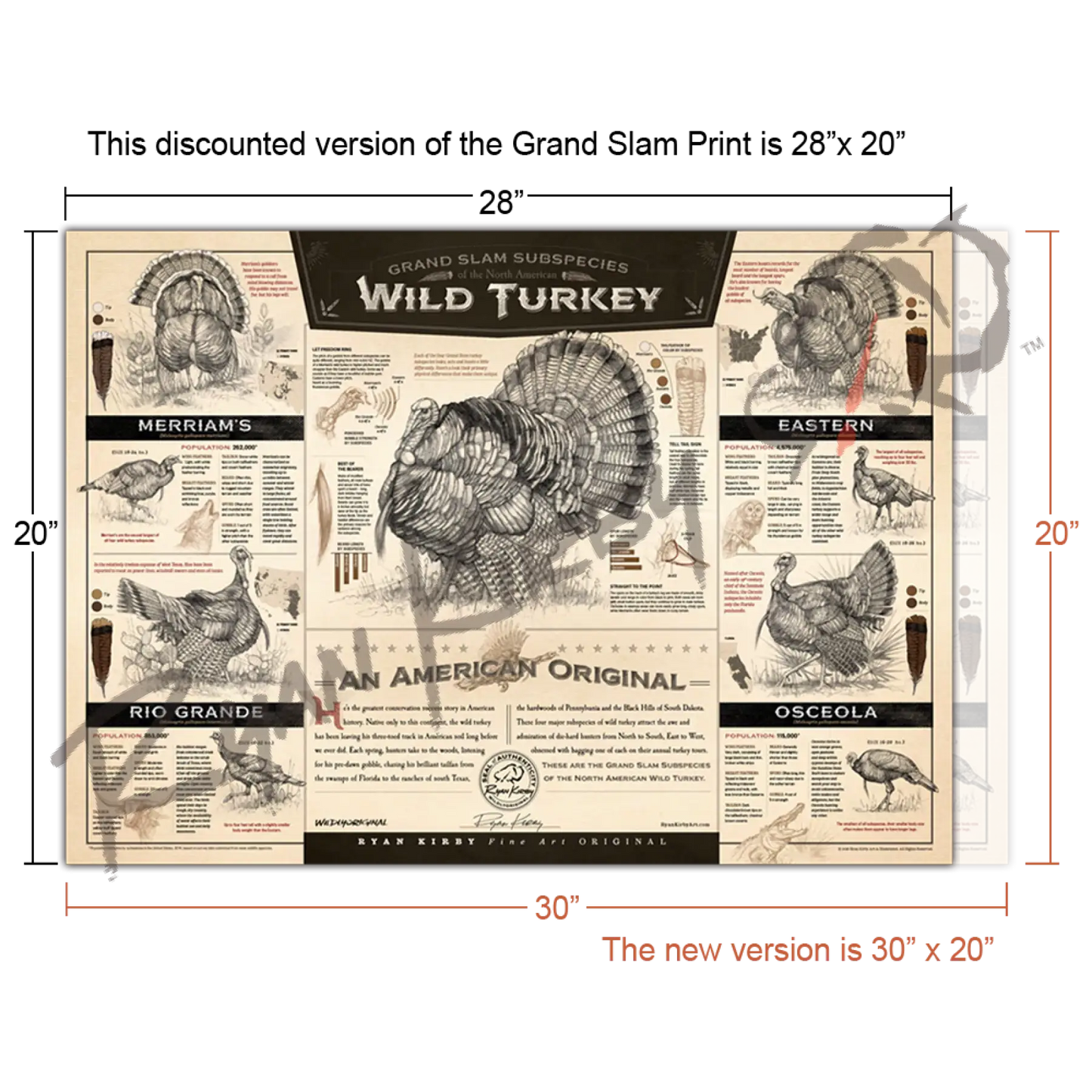 ’The Grand Slam Subspecies Of The North American Wild Turkey’ Paper Print - Smaller Size