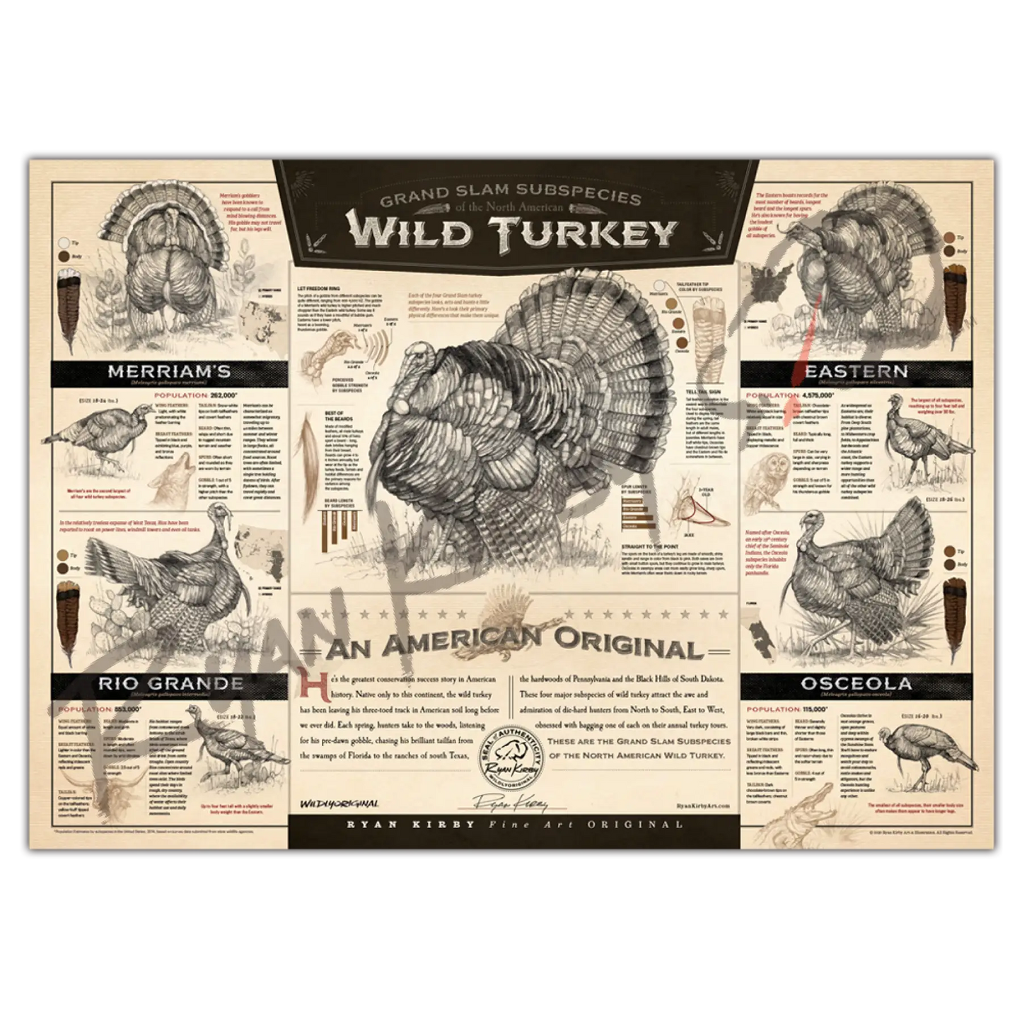 ’The Grand Slam Subspecies Of The North American Wild Turkey’ Paper Print - Smaller Size Unframed