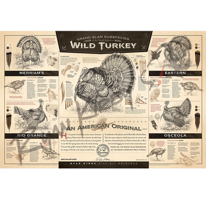 ’The Grand Slam Subspecies Of The North American Wild Turkey’ Unframed Paper Print