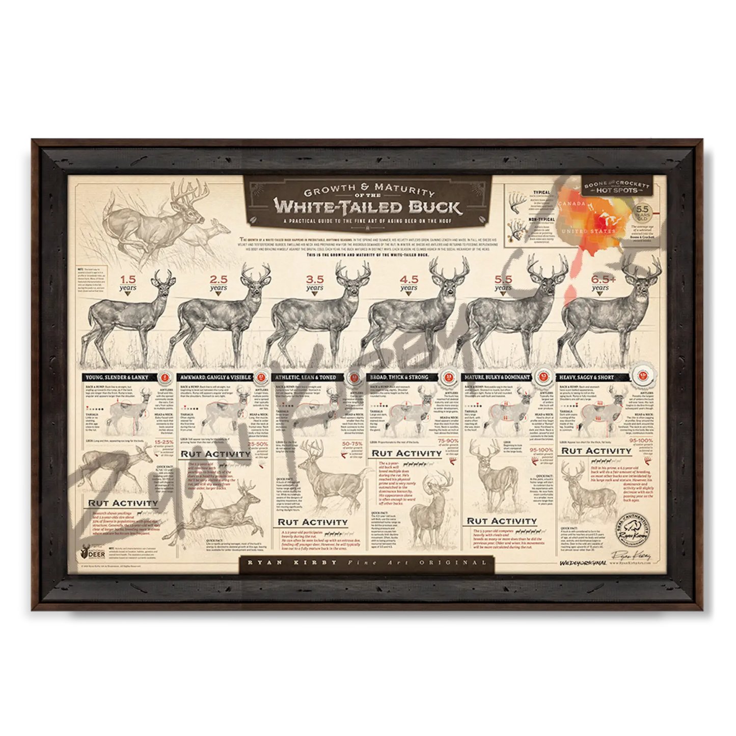 ’The Growth And Maturity Of The White-Tailed Buck’ Paper Art Print Reclaimed Walnut