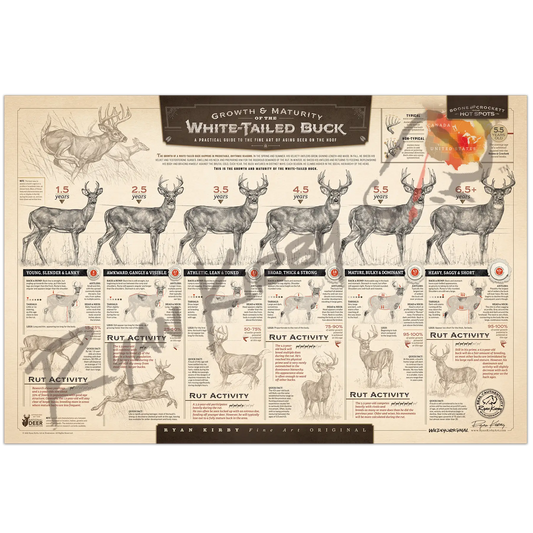 ’The Growth And Maturity Of The White-Tailed Buck’ Paper Art Print Unframed Rolled