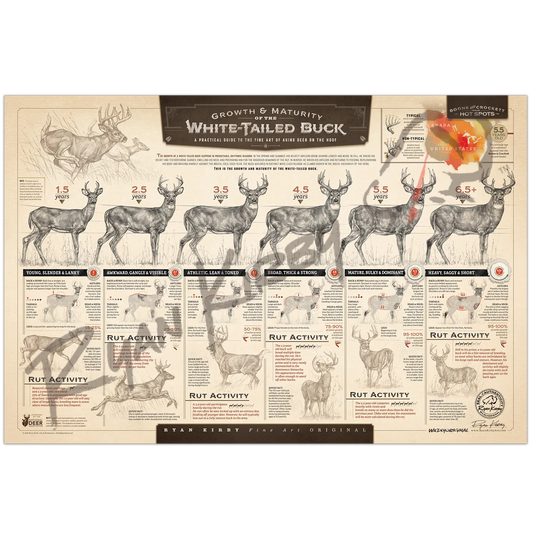 ’The Growth And Maturity Of The White-Tailed Buck’ Unframed Paper Art Print