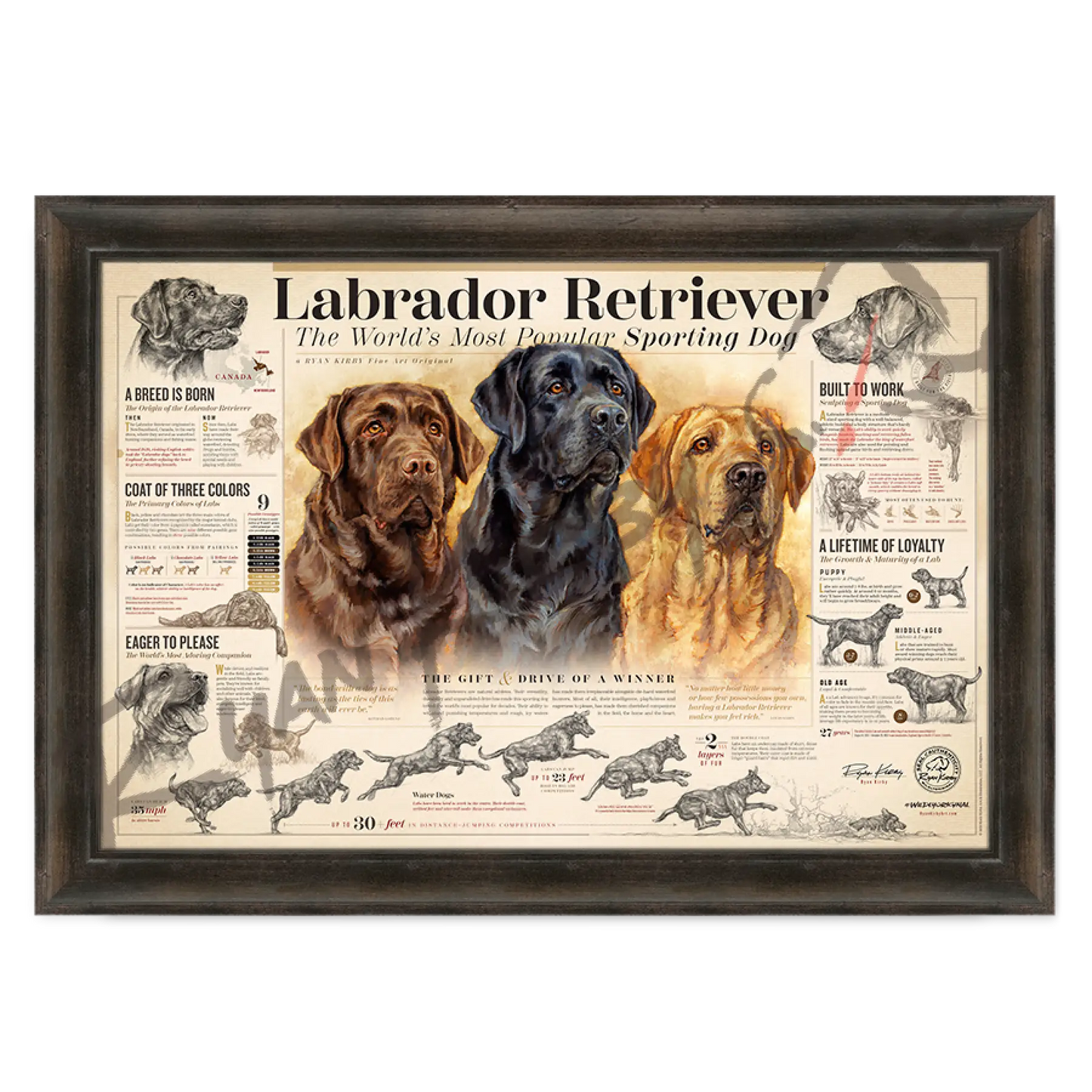 ’The Labrador Retriever’ Paper Print Espresso Walnut