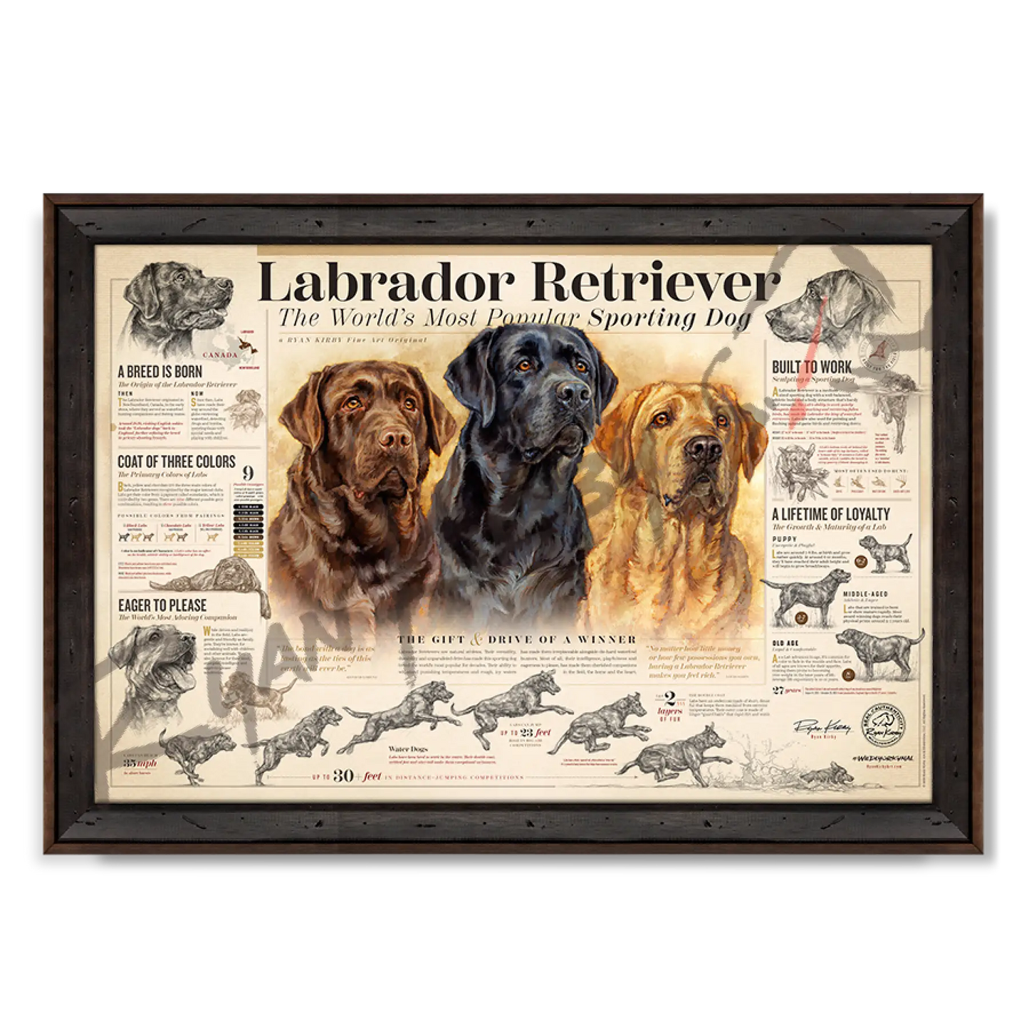 ’The Labrador Retriever’ Paper Print Reclaimed Walnut