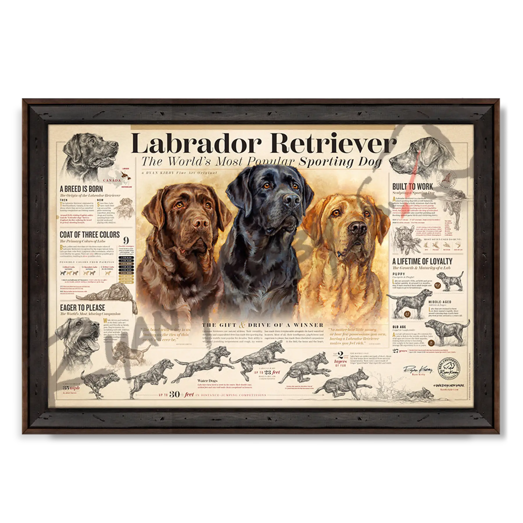 ’The Labrador Retriever’ Paper Print Reclaimed Walnut